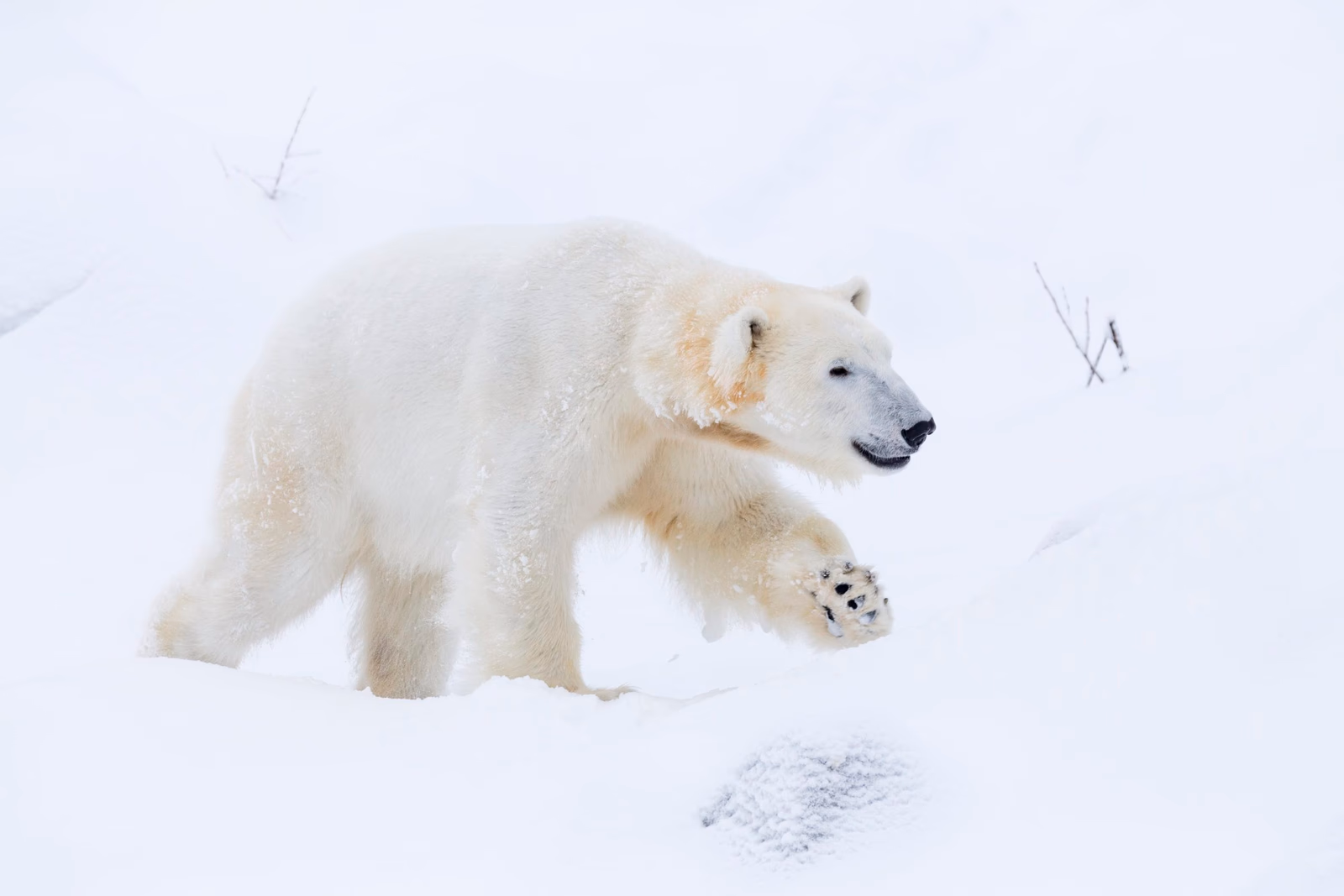 Polar bear walking through snow at Ranua Wildlife Park