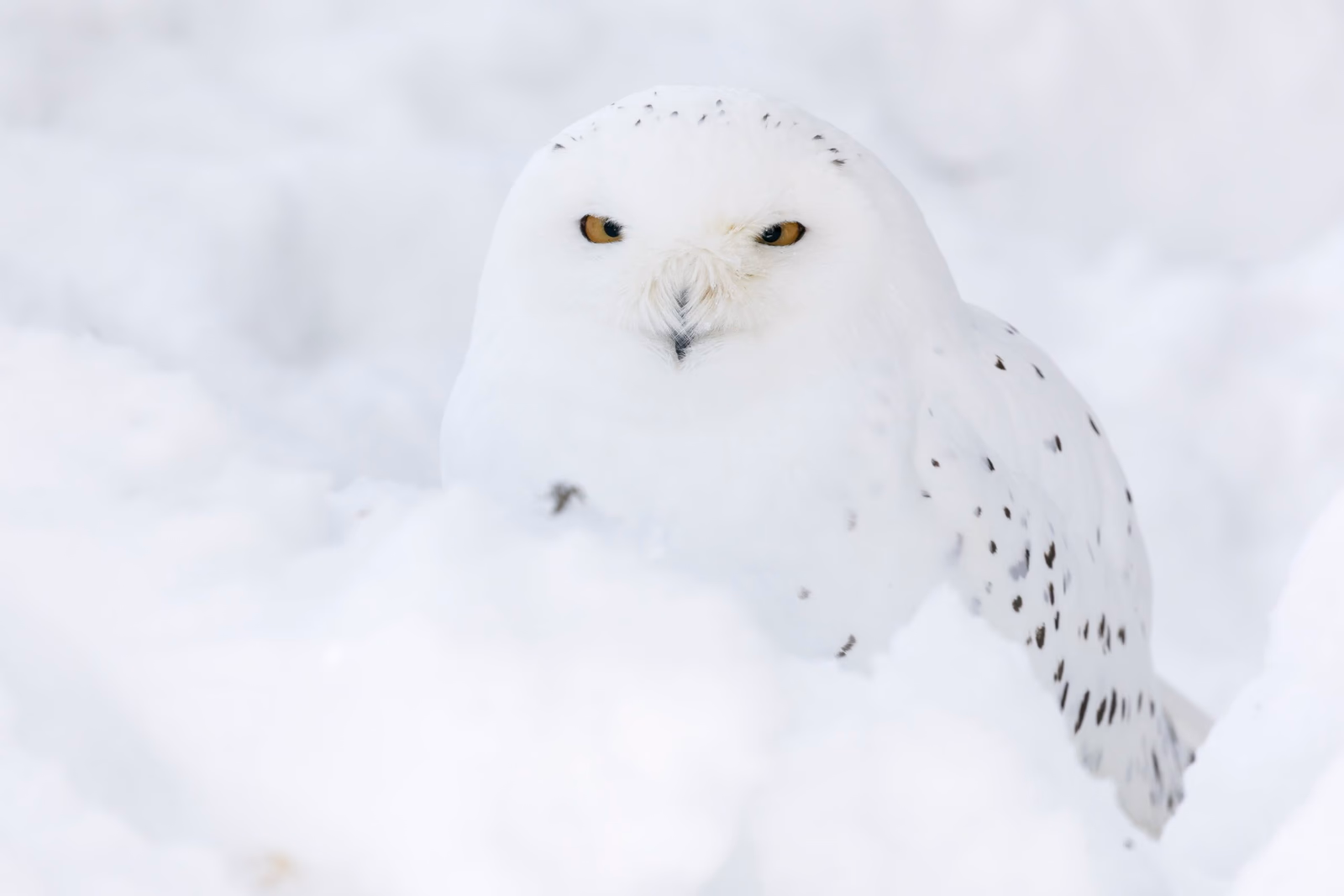 Snowy owl against a white winter background at Ranua Wildlife Park