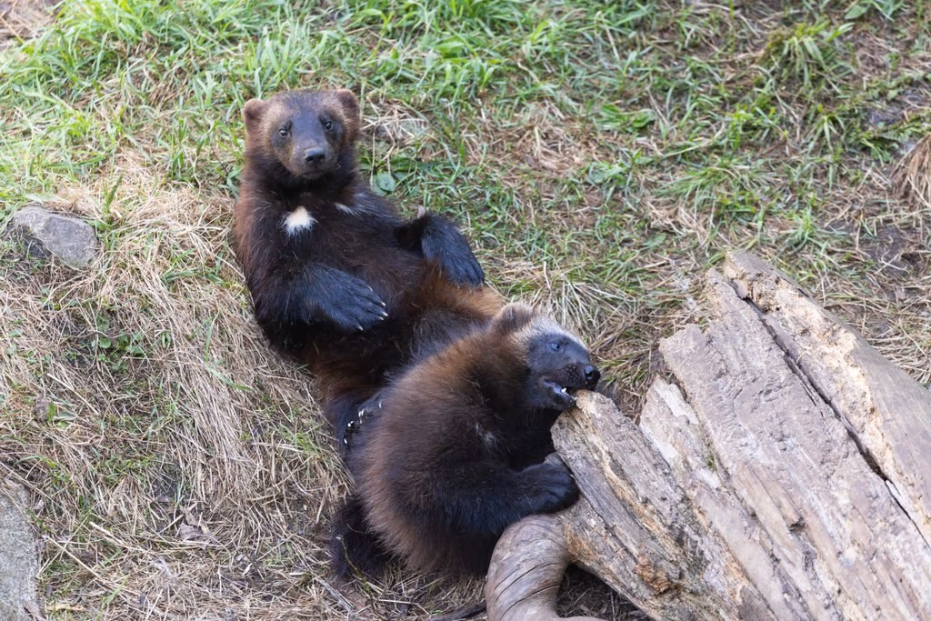 Wolverine cubs at Ranua Wildlife Park