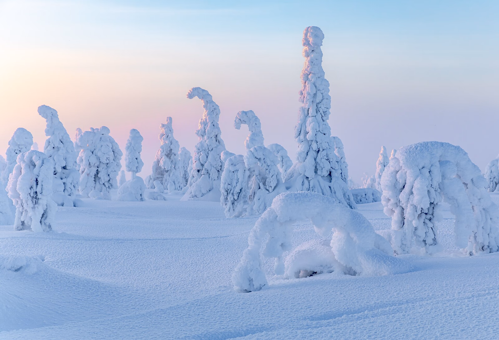 Snow-covered Riisitunturi fell in pink evening light
