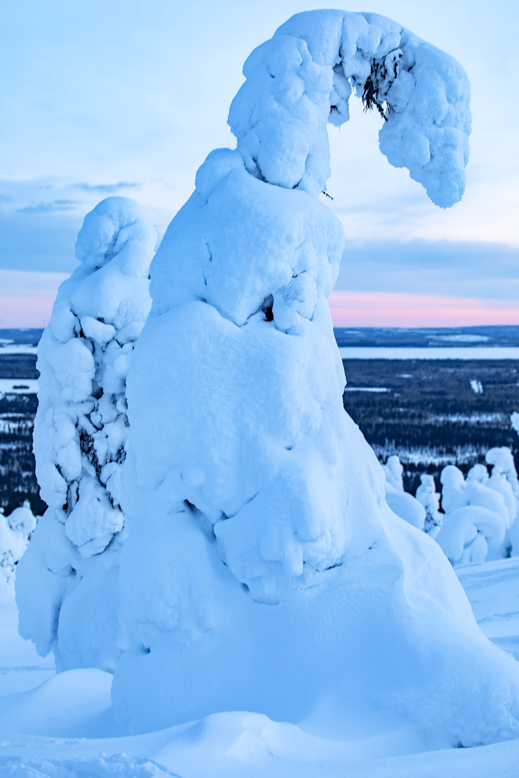 A spruce tree coated in deep winter snow above the Riisitunturi fell