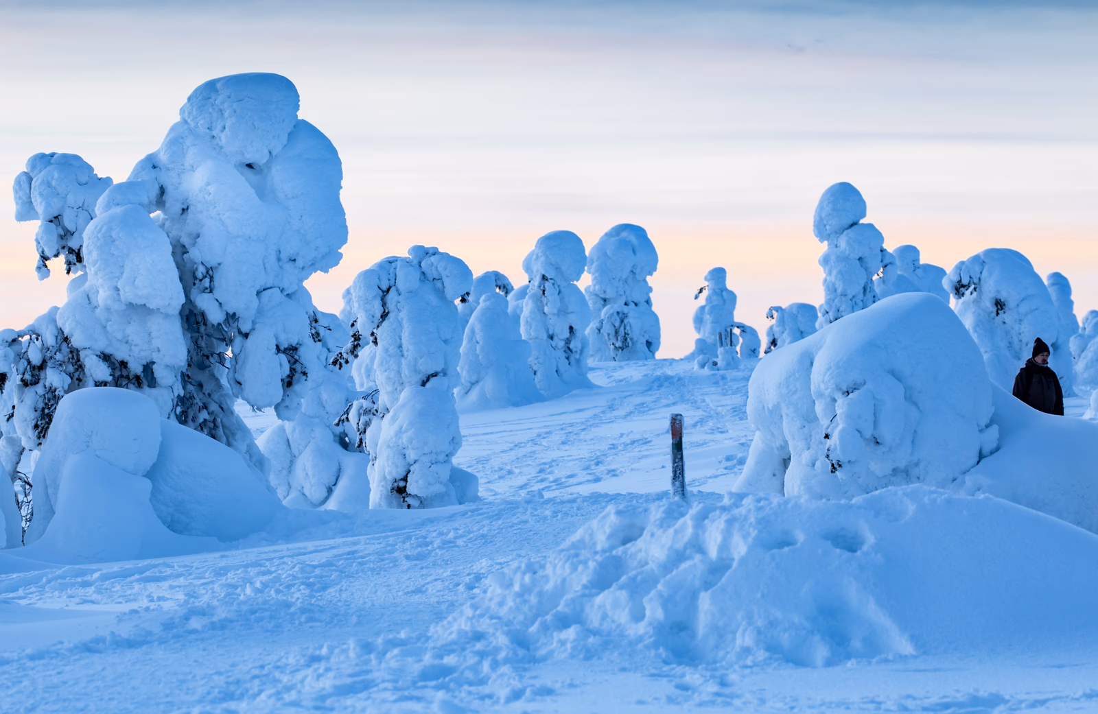 Snow-covered trees on the Riisitunturi fell beneath a pale winter sky